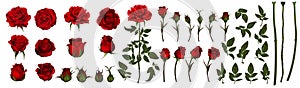 Rose flower set of blooming plant. Garden rose isolated icon of red blossom, petal and bud with green stem and leaf for romantic f