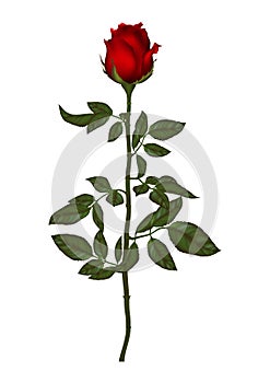 Rose flower set of blooming plant. Garden rose isolated icon of red blossom, petal and bud with green stem and leaf for romantic f