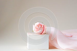 Rose flower with silk scarf. Elegant floral arrangement of garden flower on pink background