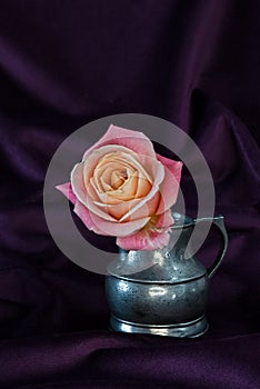 Rose flower in silver jug