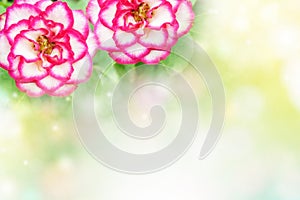 Rose flower in soft pastel tone romance background