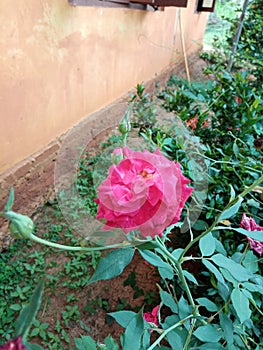 beautiful rose flower in sri lanka