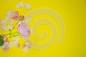 A rose flower stands on the side on a yellow background surrounded by petals with space for text