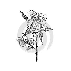Rose flower, stem with thorns, leaves and bud, hand drawn doodle, sketch, black and white illustration