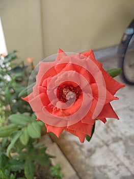 ROSE ???? FLOWER. STOCK IMAGE REDROSE photo