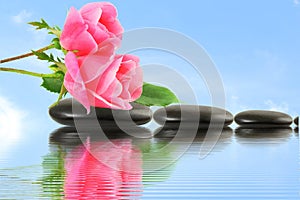 Rose flower on stone with water reflection in sky background