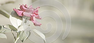 Rose flower sympathy card background