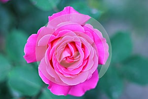Rose flower in top view