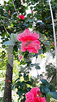 Rose flower uttrakhand pink flower