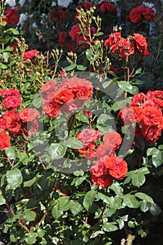 Rose flower in various colour in garden