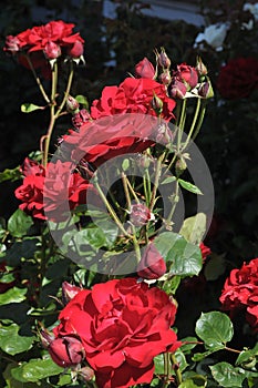 Rose flower in various colour in garden