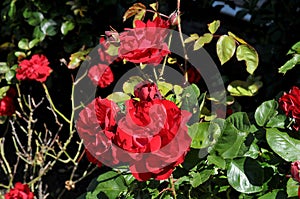 Rose flower in various colour in garden