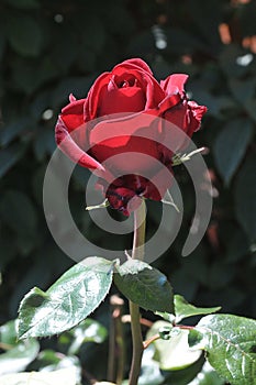 Rose flower in various colour in garden