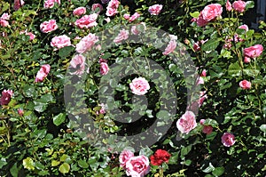 Rose flower in various colour in garden