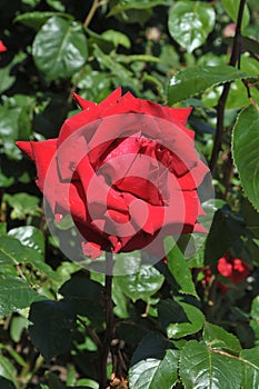 Rose flower in various colour in garden