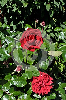 Rose flower in various colour in garden