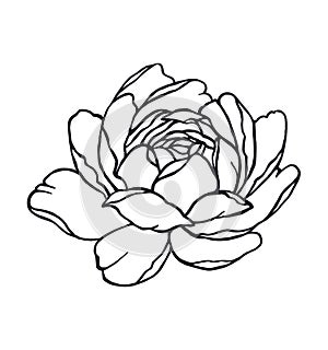 Rose flower vector drawing