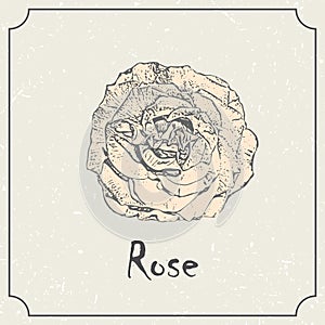 Rose flower. Vintage grunge marriage design template, floral artwork. Vector illustration of summer concept for