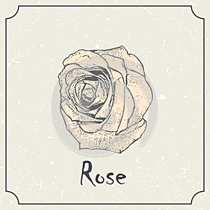 Rose flower. Vintage grunge marriage design template, floral artwork. Vector illustration of summer concept