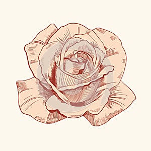 Rose flower vintage, style, logo, engraving retro floral