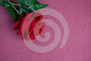 Rose flower on violet background, Valentine`s day background used for desktop wallpaper or website design