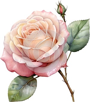 Rose flower, Watercolor painting of a Ros and leaves. AI-Generated.