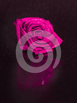 Rose. Flower. Wet. Head. Pink. Reflected. Macro