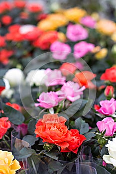 Rose in the flowerpot. Growing roses.