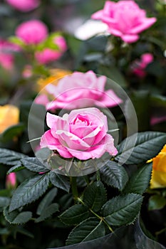 Rose in the flowerpot. Growing roses.