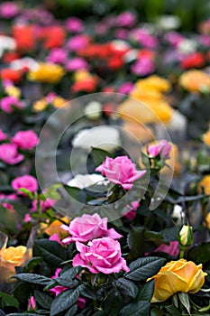 Rose in the flowerpot. Growing roses.