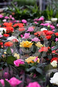 Rose in the flowerpot. Growing roses.