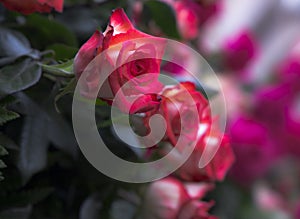 Rose flowers background with attached petals