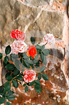 Rose flowers in bloom on background of blurry natural stone. Home gardening. Close-up
