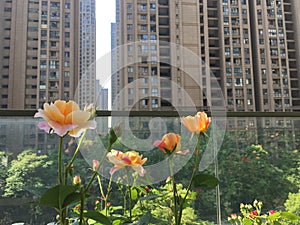 Rose flowers and city. Shooting in summer