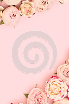 Rose flowers with copy space on a pink background.