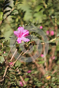 Rose flowers details background,Rosa,Rosa rubiginosa, European species, Introduced species photo