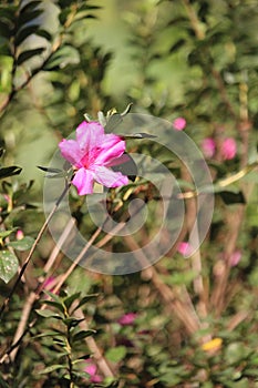 Rose flowers details background,Rosa,Rosa rubiginosa, European species, Introduced species photo