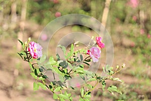 Rose flowers details background,Rosa,Rosa rubiginosa, European species, Introduced species photo