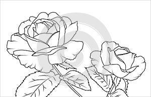 Rose flowers draft sketch outline hand drawing
