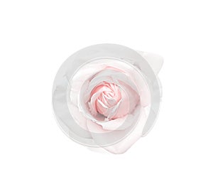 Rose flowers with fresh light pink color petal  blooming top view isolated on white background and clipping path , beautiful