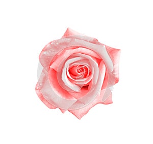 Rose flowers fresh light pink petal sweet patterns head with water drops isolated on white background top view