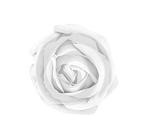 Rose flowers gray or white petal blooming  isolated on background and clipping path top view