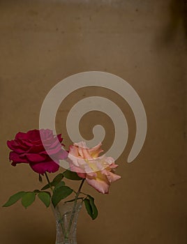 Rose flowers on Grunge Background