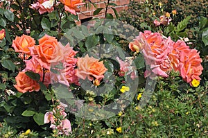 ROSE FLOWERS IN HHUSE GARDEN I COPENHAGEN