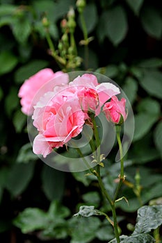 ROSE FLOWERS IN HHUSE GARDEN I COPENHAGEN