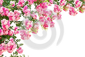 Rose flowers isolated img