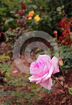 Rose flowers in the kodaikanal chettiar park.