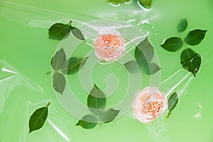 Rose flowers and leaves under plastic film in water