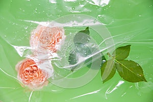 Rose flowers and leaves under plastic film in water