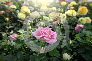 Rose flowers for nature Background.